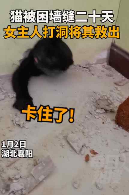 被困墙缝20天！湖北一女主人打洞救猫当场泪奔：满身屎尿仅剩4斤