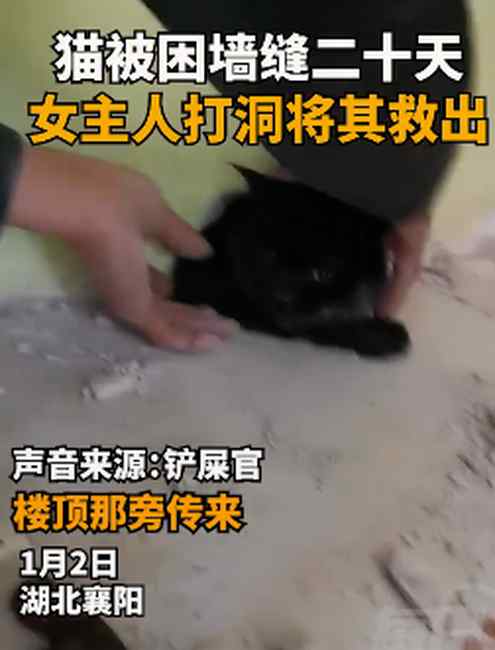 被困墙缝20天！湖北一女主人打洞救猫当场泪奔：满身屎尿仅剩4斤