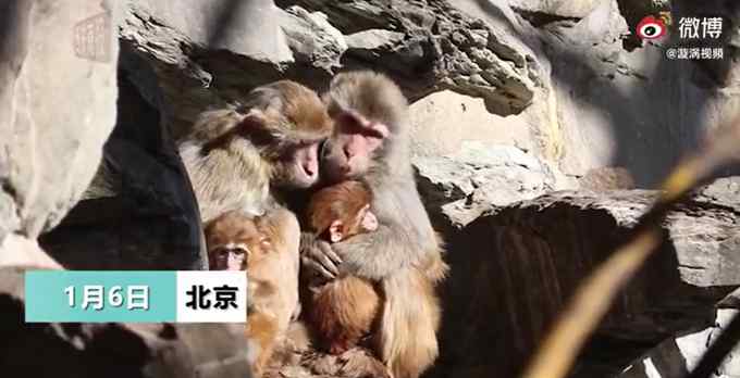 北京气温刷新21世纪以来最低记录 动物园猴子抱团取暖 网友：太像我