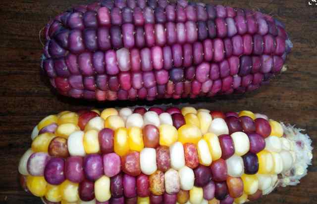 黑玉米是转基因的吗 紫色玉米是转基因玉米吗？营养师告诉你真相