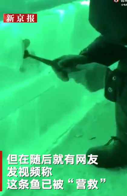 原来冰雕用的是野生冰！哈尔滨冰雕内有鱼被冻住 网友：救出后还能活吗？