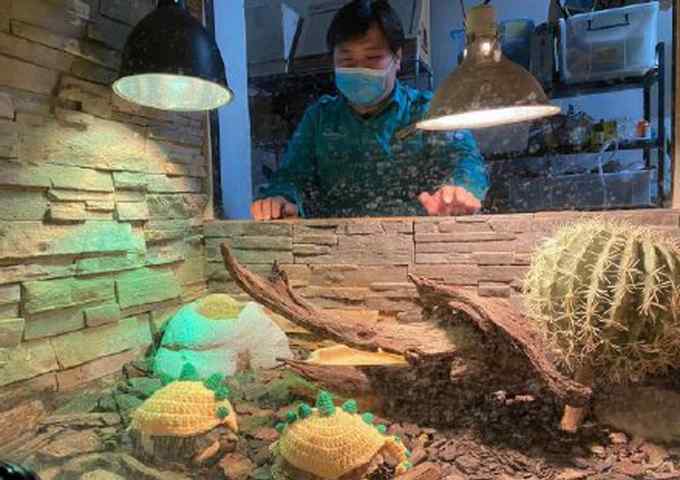 可爱！北京动物园小陆龟穿毛衣 网友：像极了“超级玛丽”！