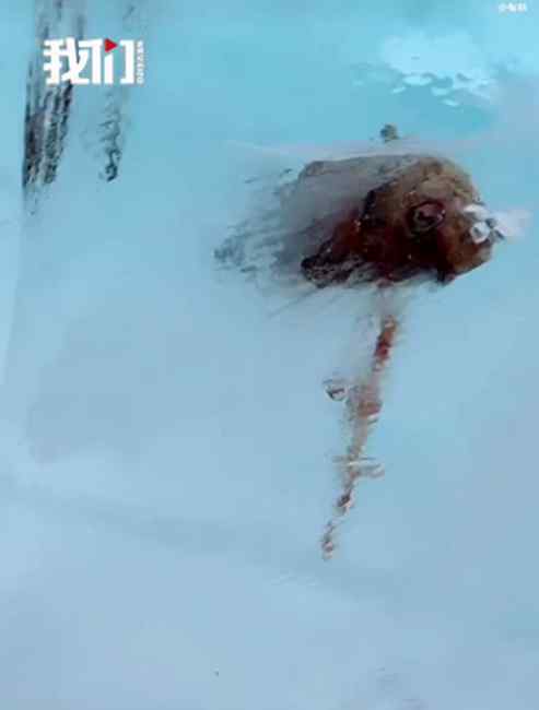 原来冰雕用的是野生冰！哈尔滨冰雕内有鱼被冻住 网友：救出后还能活吗？