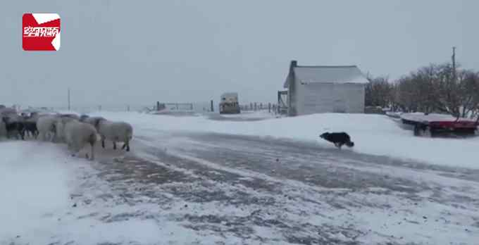 加拿大暴雪天羊群走丢 牧羊犬冲进风暴 随后风雪中一幕主人看呆