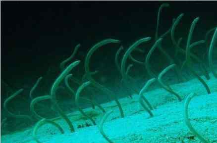 花园鳗 花园鳗这种海洋生物胆子很小，随时会被吓死