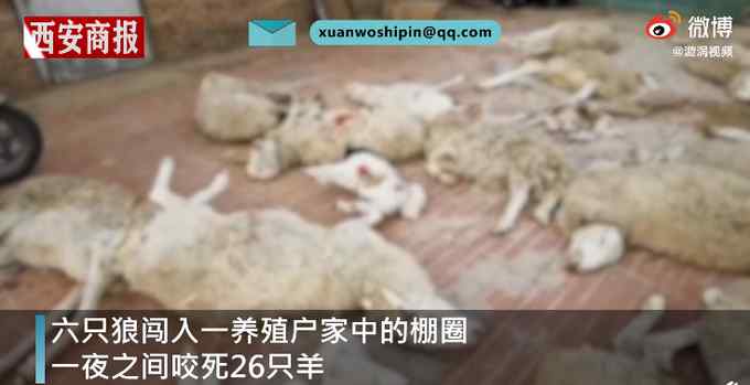 内蒙古赤峰狼群夜袭羊圈咬死26只羊 养殖户当场痛哭 网友：太残忍！