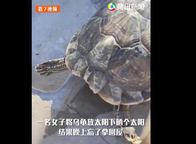 乌龟冻成冰块解冻无效 女主人被逼使出大招 结局亮了！