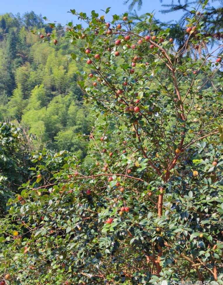 野生茶油 我老家赣州山区，野生茶油树2020年丰收季，茶油的功效