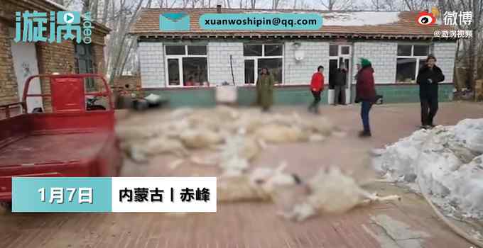 内蒙古赤峰狼群夜袭羊圈咬死26只羊 养殖户当场痛哭 网友：太残忍！