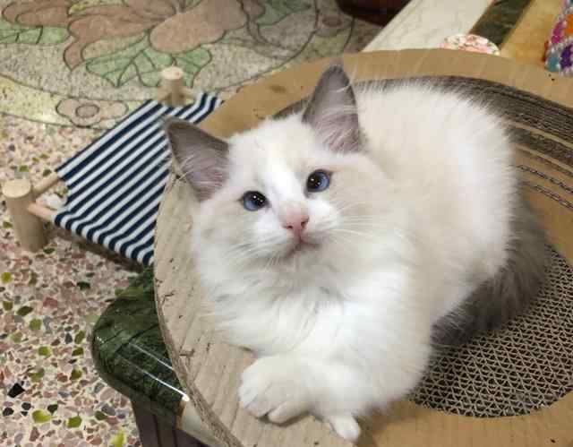 出猫斗一番 8000买了只布偶猫，养了3个月，才发现它是斗鸡眼！