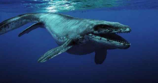 巨齿鲨vs沧龙 把沧龙和巨齿鲨放到一起，到底谁才是海洋霸主？结果有些意外