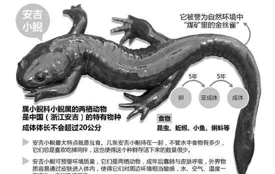 杭州金丝雀 杭州发现极度濒危物种安吉小鲵 珍稀程度堪比熊猫