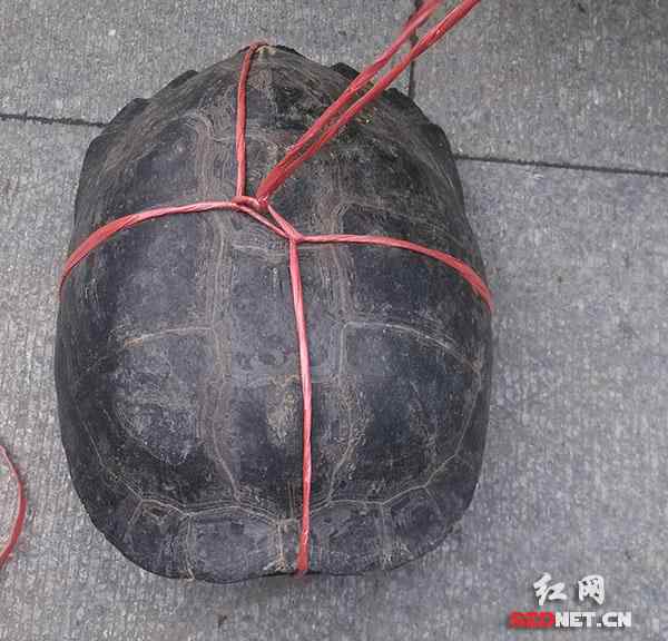 巴西龟价格 长沙现假冒野生大乌龟叫卖8800 市民怕被骗