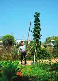 冬苋菜 巨型冬苋菜半年长3.5米 由普通种子长成