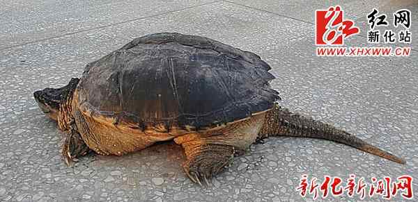 龟交 娄底现巨型“千年老龟” 村民把龟交给政府