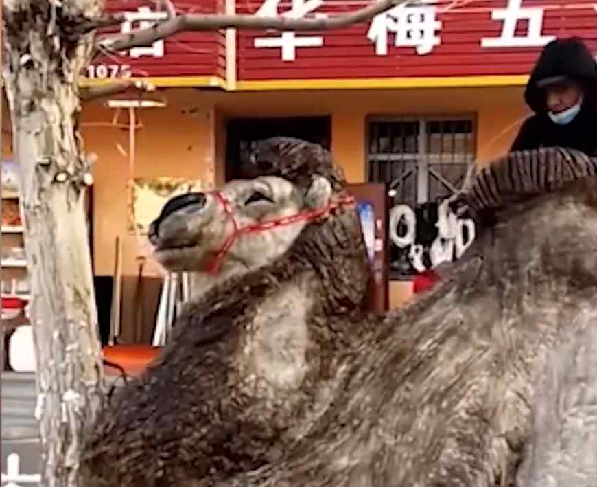 东北男子车上现“尸体状雪人” 主人又气又无奈：这人咋这么损呢