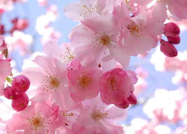 buzzing 心情如春天般美丽：10个“快乐”的英文表达