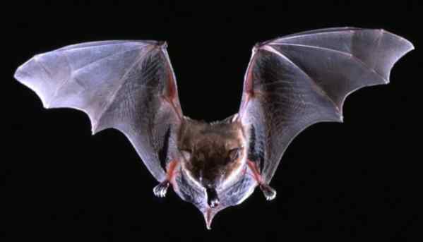 蝙蝠病毒 “超级病毒”为何总是源于蝙蝠？