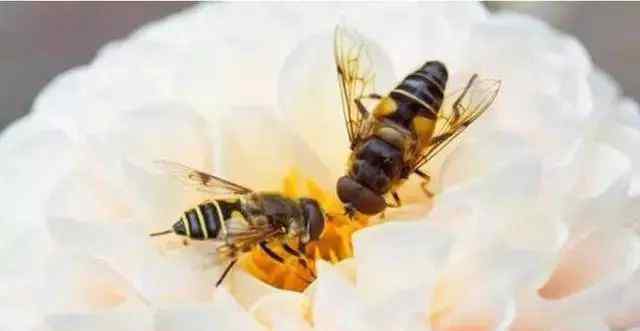 工蜂杀死蜂王 中蜂蜂王变老的时候，工蜂会杀死蜂王吗？养蜂人告诉你答案