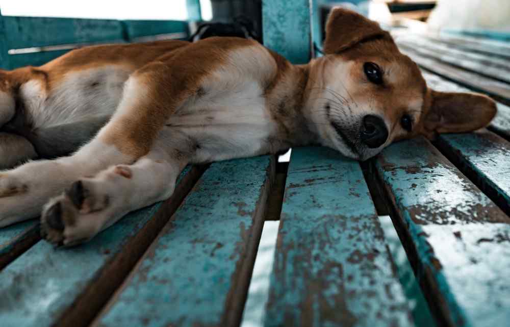 犬瘟热病毒 很多人用呼吸疾病，来判断狗狗是否感染“犬瘟热病毒”，这对吗？