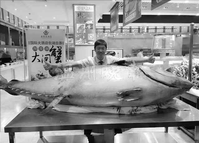 蓝鳍金枪鱼2000万人民 温州现“巨型”蓝鳍金枪鱼 最贵的鱼肉3800元一两