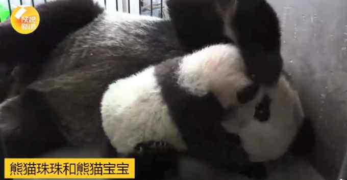陕西秦岭大熊猫研究中心“上新” 一起给4只大熊猫宝宝起名 评论亮了！