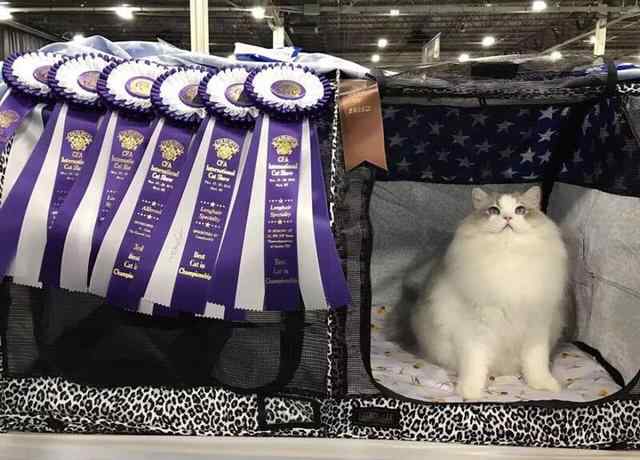 世界上最贵的布偶猫 金华有只布偶猫出国选美 总积分暂列世界第一