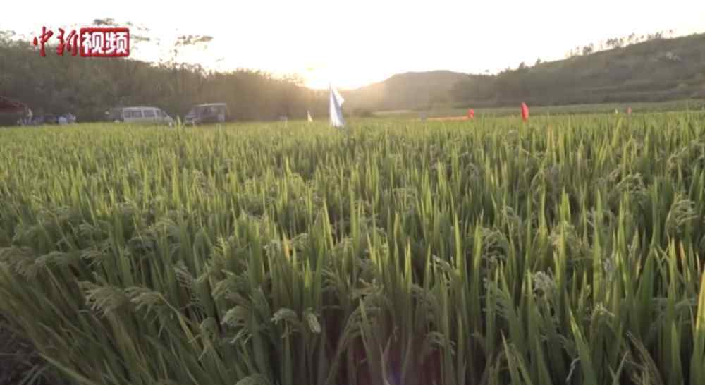袁隆平表情包 袁隆平：新表情包又来了…