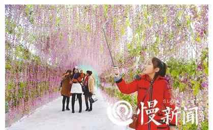 重庆郊游 重庆赏花地图拿走不谢 9大踏青赏花的好去处