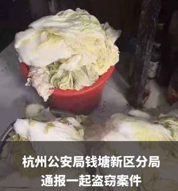 东北大妈馋酸菜偷600斤白菜被拘 网友：600斤怎么拿走的？