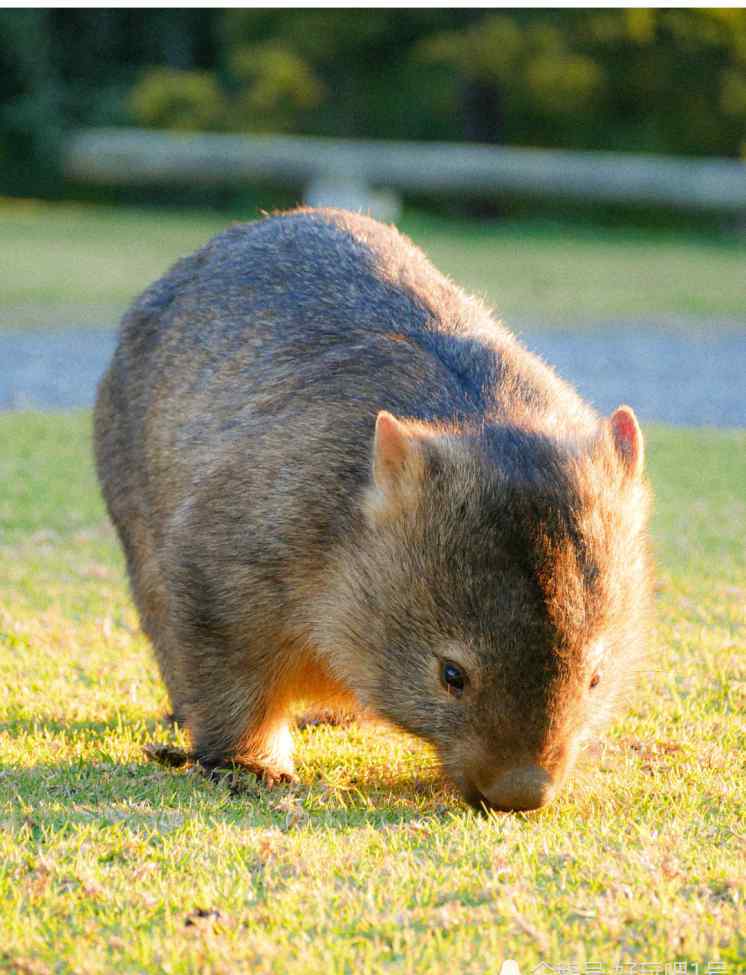 有袋目 为什么澳大利亚有那么多的动物是有袋的？比如袋鼠、考拉……