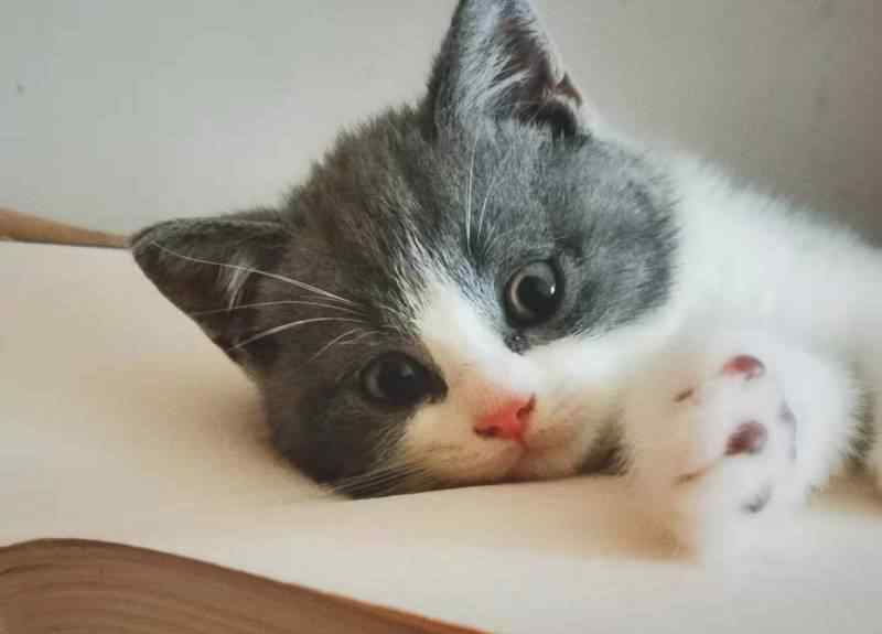 果乳糖服用几小时排便 便秘猫吃乳果糖几个小时见效