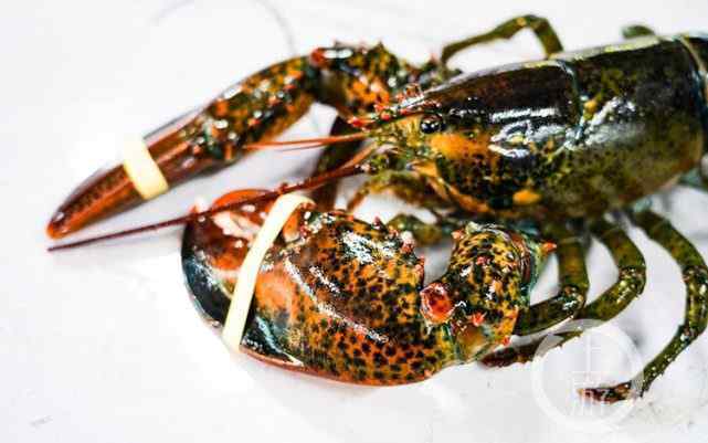 波士顿龙虾多少钱一斤 你花3000元吃的“大龙虾” 可能值500元