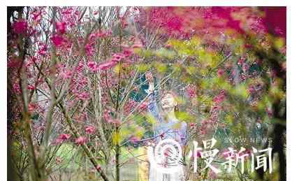 重庆郊游 重庆赏花地图拿走不谢 9大踏青赏花的好去处