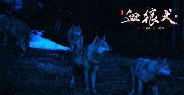 狗与人之间的感情 《血狼犬》一部闪现人与动物之间真性情感的巨作