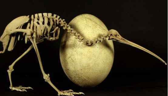 马达加斯加象鸟 5000多年前的象鸟，戴上神秘青铜环后被杀死，它是最后一只象鸟
