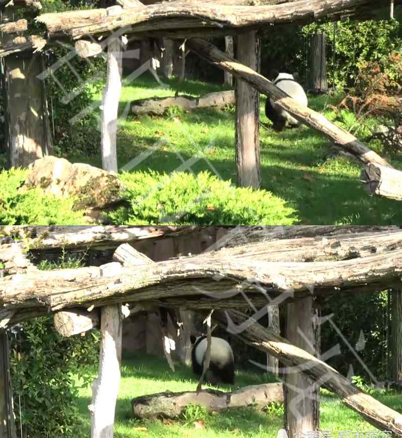 大熊猫走路的样子 蠢萌蠢萌的大熊猫，看到它走路后的样子，网友：把自己当兔子了？