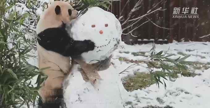中国大熊猫在北欧玩雪 萌翻了！网友：差点以为是熊猫堆的雪人！