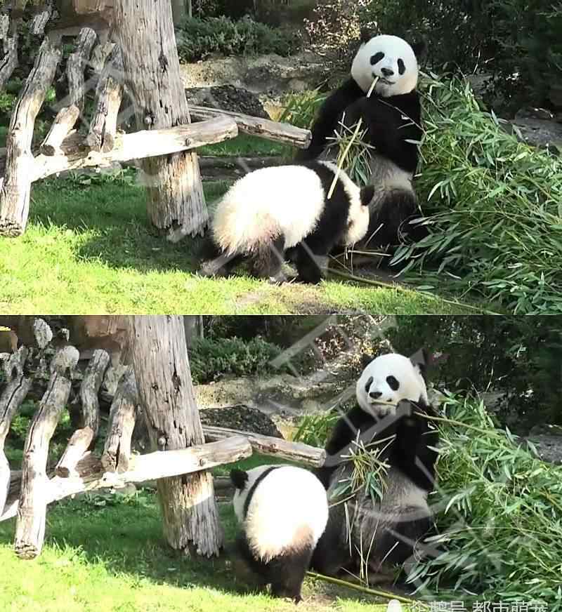 大熊猫走路的样子 蠢萌蠢萌的大熊猫，看到它走路后的样子，网友：把自己当兔子了？