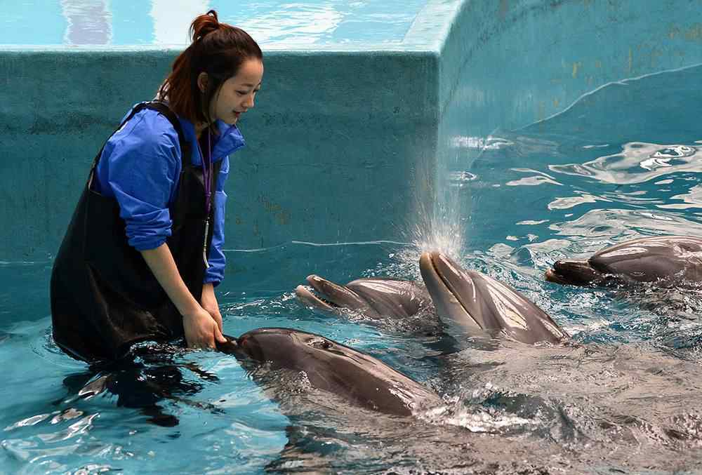 海豚为什么老是想日人 海豚为什么会喜欢人类？科学家还原海豚眼中的人类，画面不忍直视