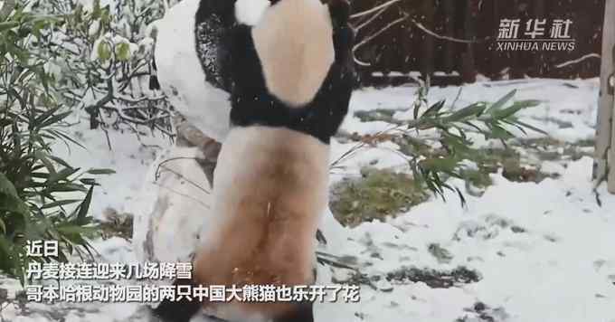 中国大熊猫在北欧玩雪 萌翻了！网友：差点以为是熊猫堆的雪人！