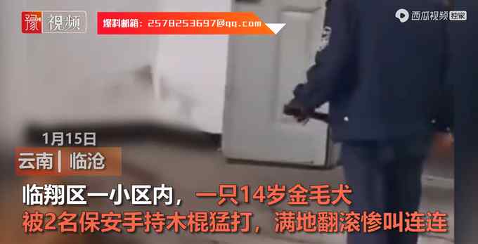 云南2保安持棍暴打14岁金毛犬 主人：多处骨折治好也残废 网友吵翻！