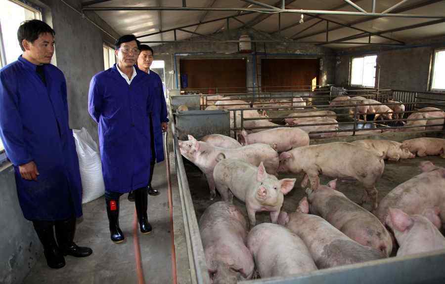 养300头猪一年收入 打算回农村养200到300头猪，大概需要多少资金？