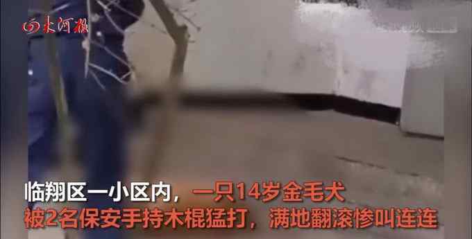 两保安暴打金毛 主人:治好也残废 目前是什么情况？