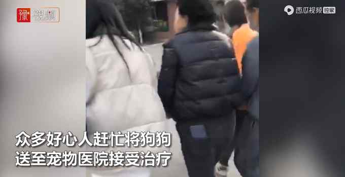 云南2保安持棍暴打14岁金毛犬 主人：多处骨折治好也残废 网友吵翻！