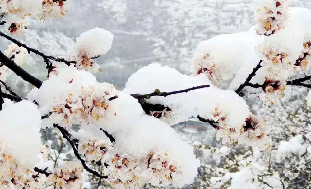 甘肃天水四月飞雪 甘肃天水四月飞雪！雪压桃花枝头，宛如人间仙境