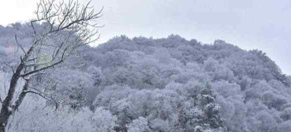 甘肃天水四月飞雪 甘肃天水四月飞雪！雪压桃花枝头，宛如人间仙境