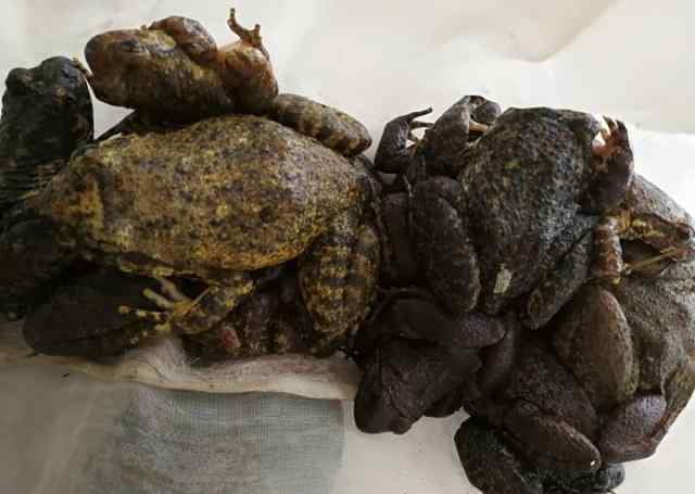 石蚌 男子深夜到温州一山上抓石蛙 被民警当场抓获