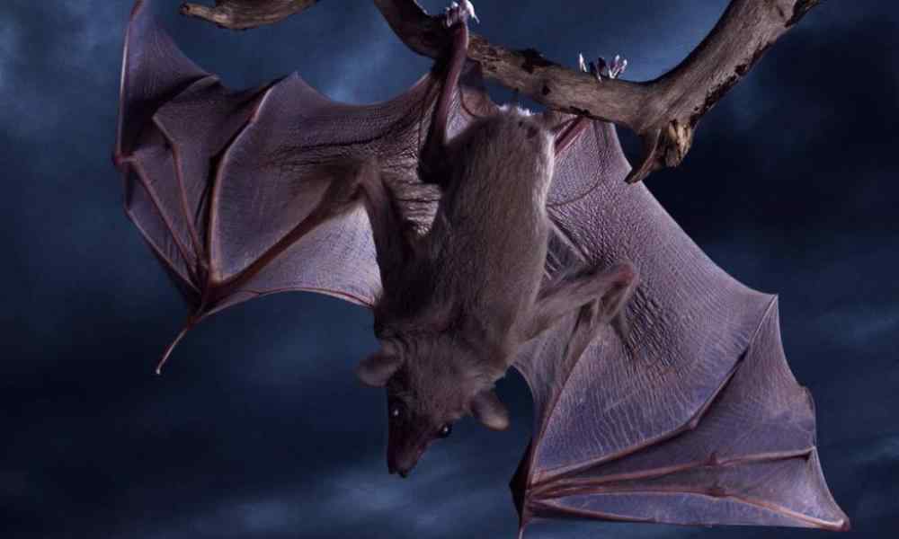 蝙蝠身上携带的病毒 蝙蝠身上携带上百种病毒，为何不将蝙蝠灭族？