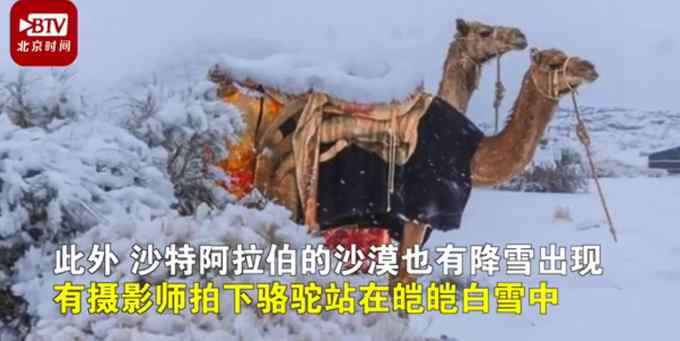 罕见！骆驼在撒哈拉沙漠雪中漫步 网友：沙漠都能留住雪花了？
